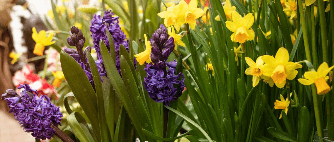 [paste advice page name here]